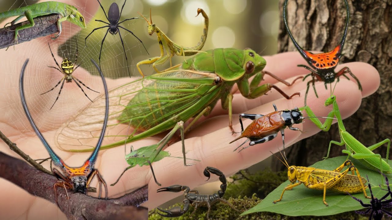 the beauty of insects all around us