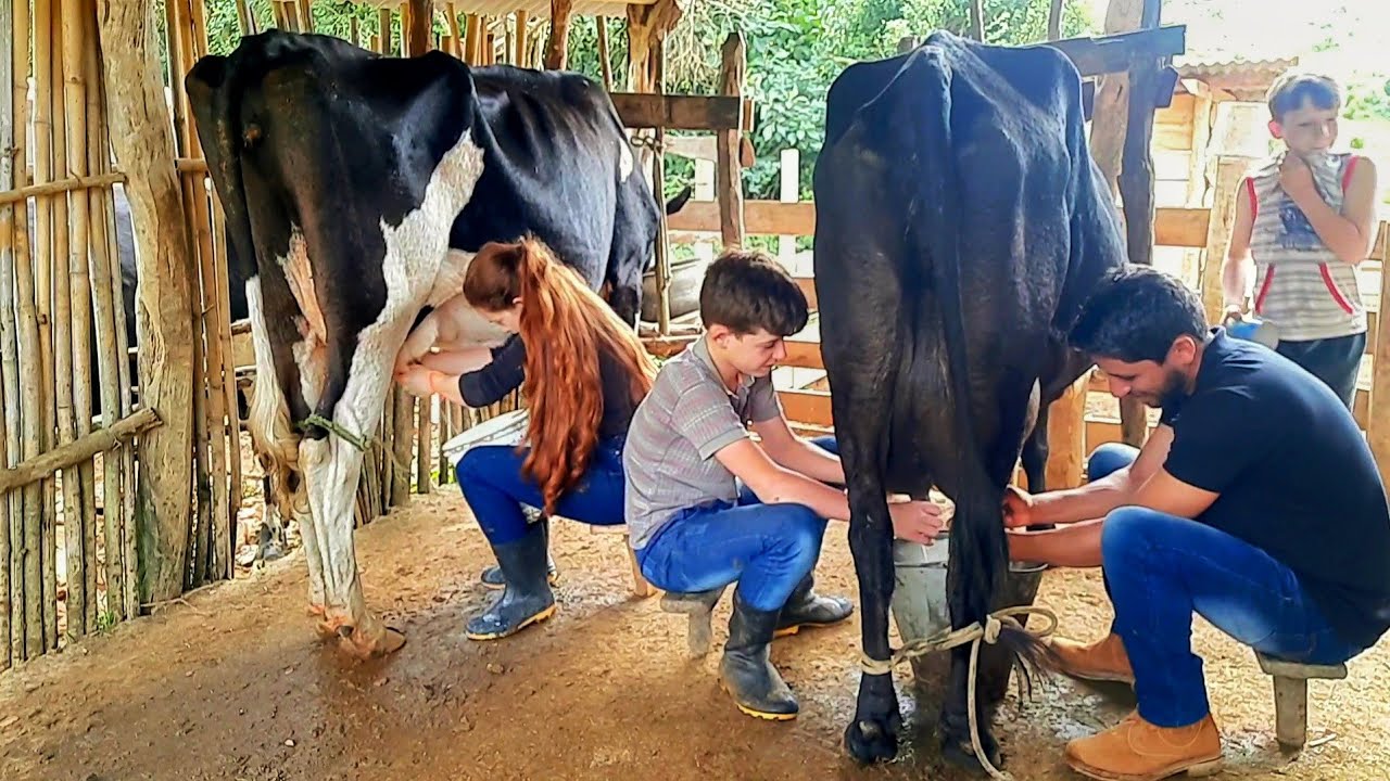 Lida na roça, TIRANDO LEITE A MÃO no ranchinho do meu pai. A RUIVA DA ROÇA e  família.