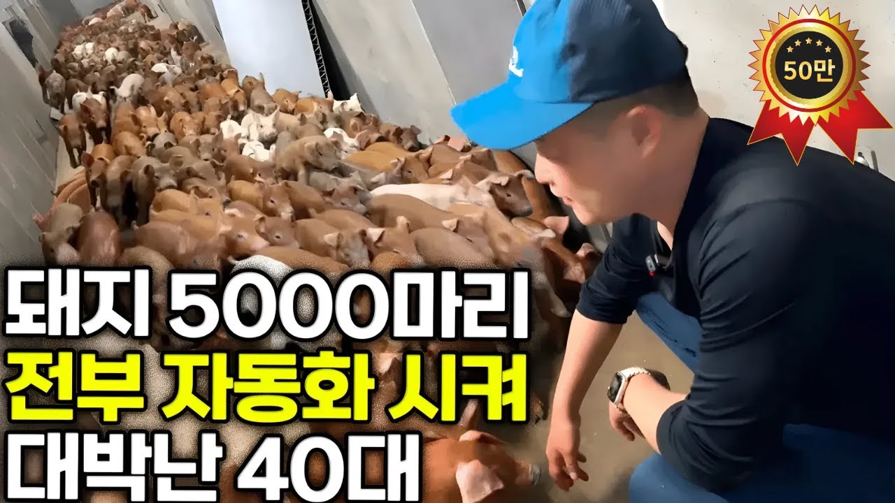 국내 최초 돼지 5000마리 전부 자동화 시켜 대박난 40대 [ 호은농장 ]
