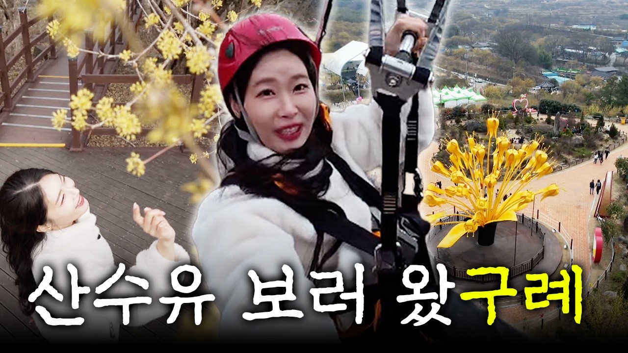산수유 보러 왔나 봄🌸 전남 구례는 산수유 꽃 축제로구나! | 구례시