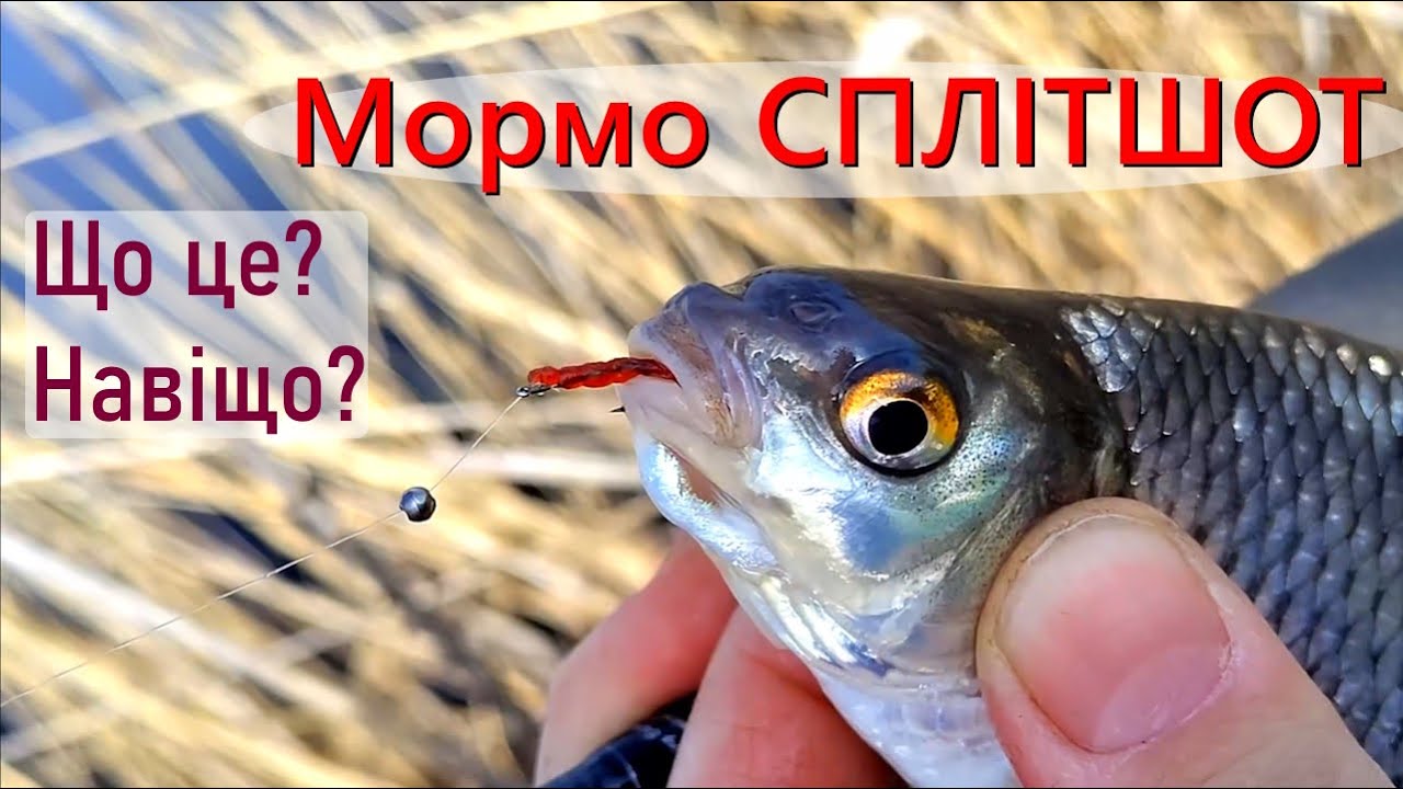 Мормо сплітшот