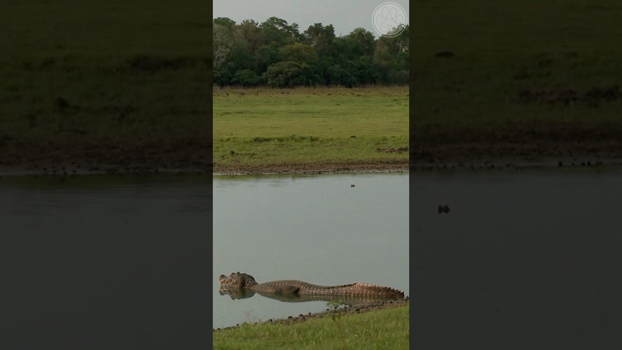 Pantanal Selvagem: Desafios e Gl&oacute;rias | Document&aacute;rio 4K #4k #pantanal #4kedit