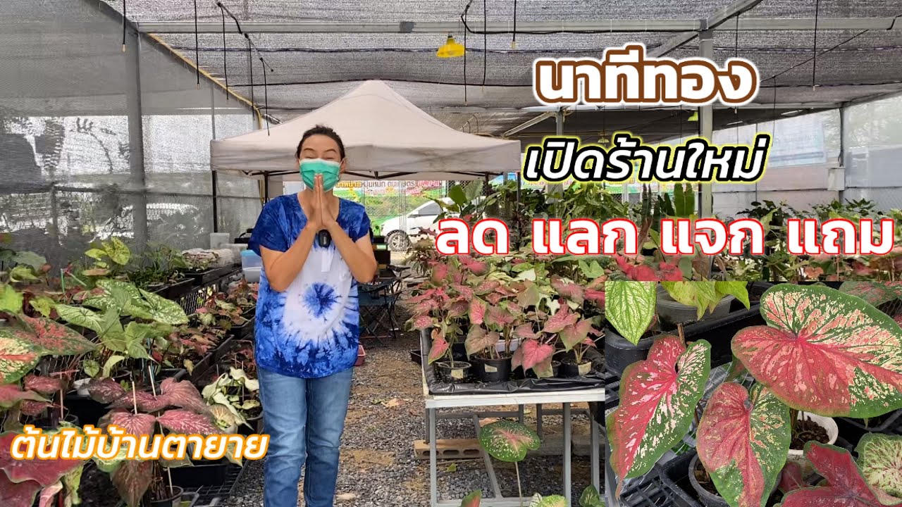 เปิดร้านสวนต้นไม้บ้านตายาย ทั้งปลีกทั้งส่ง บอนสีหลักร้อย ดูราคากันเลย
