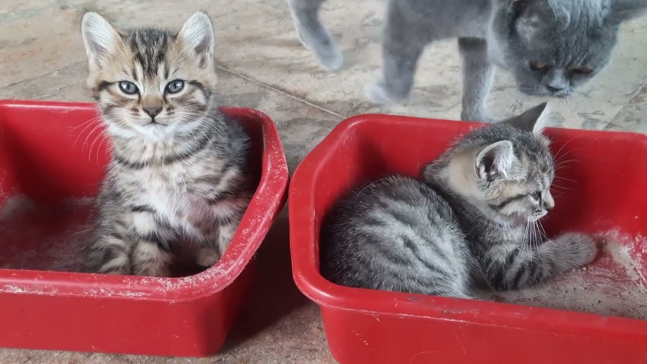 ANAK KUCING MEONG MEONG LORENG DAN OREN SANGAT KOMPAK TIDUR DIEMBER
