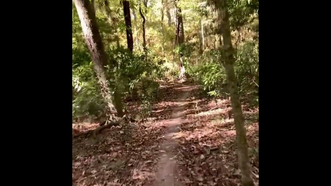 Biking on the San Felasco Trail 