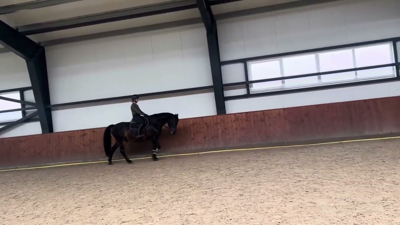 SOLD Benny 10 yo gelding for riding school/hobby
