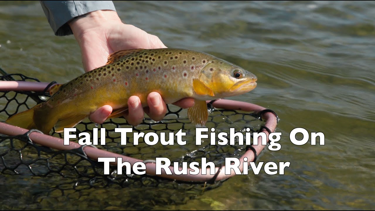Fall Trout Fishing On The Rush River