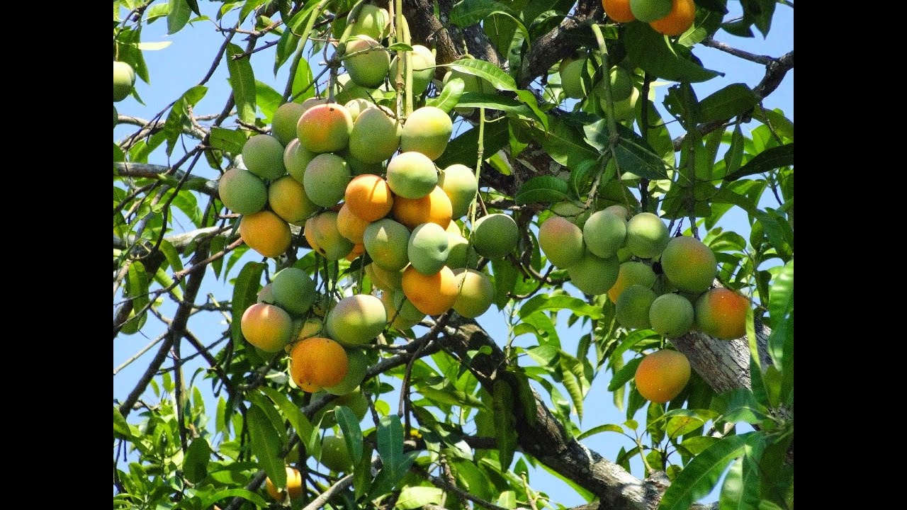 🔴 ALPORQUIA EM MANGUEIRA # Aprenda fazer Muito FÁCIL!! 😋🥭