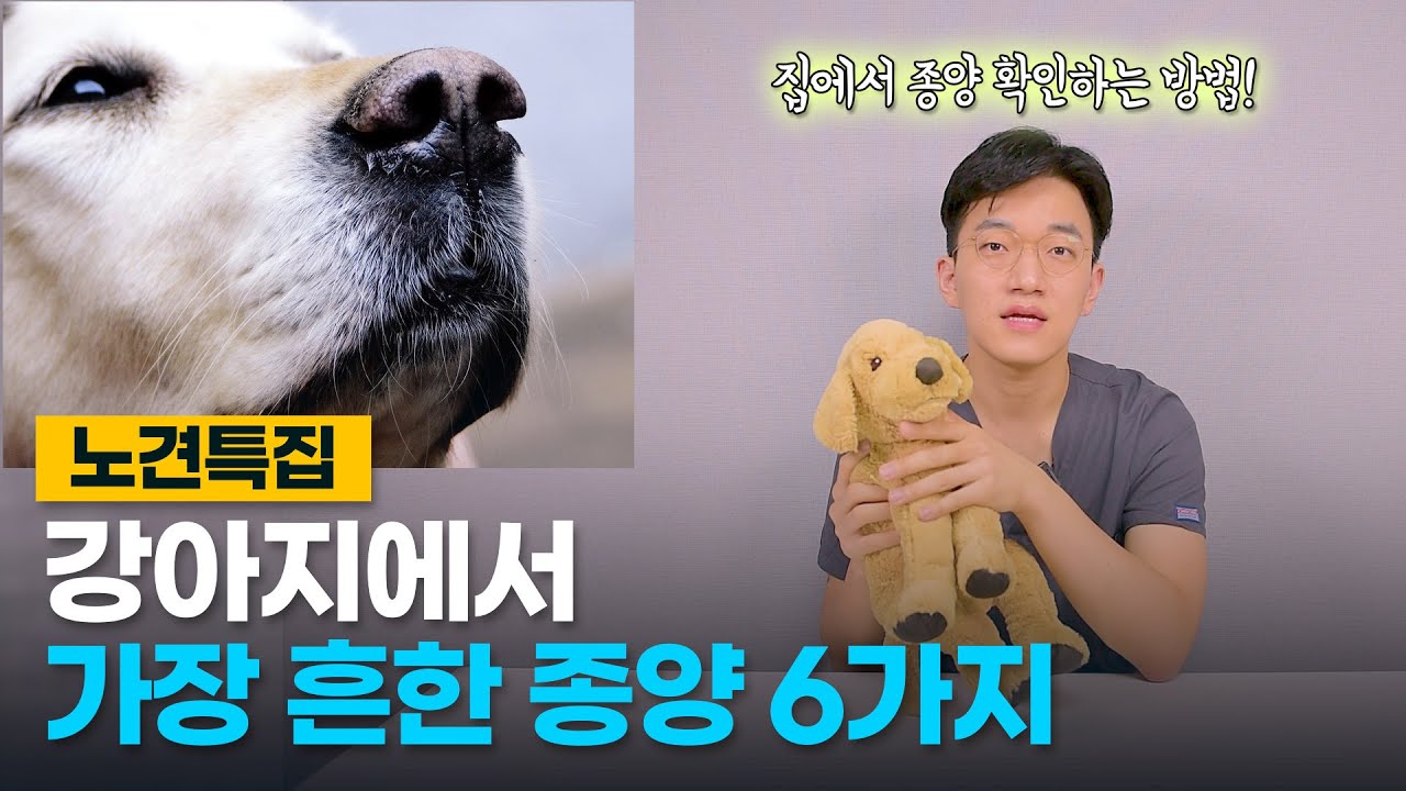 노견에서 가장 흔한 종양 6가지(집에서 확인하는 방법, 99% 예방가능한 종양)  | 노견특집 EP.02