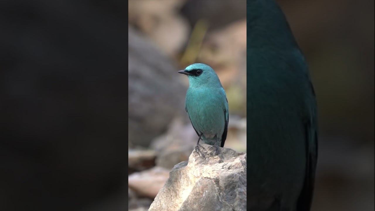 Verditer Flycatcher