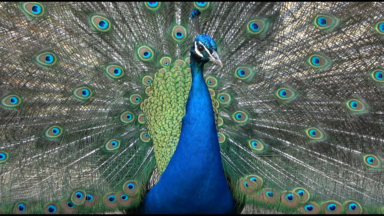 Blaue Pfauen auf der Pfaueninsel Berlin April 2018 4K