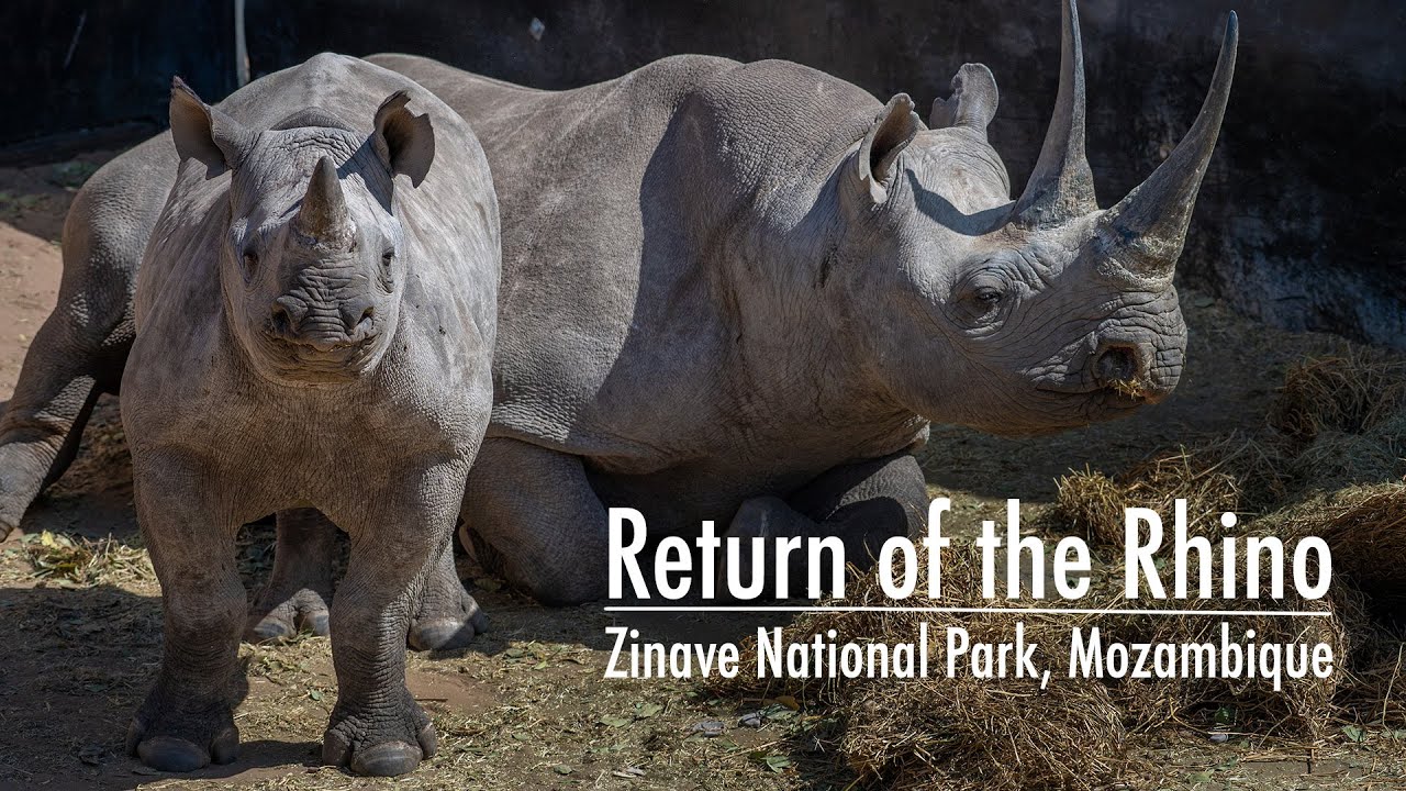 African rhinos return to Zinave National Park, Mozambique