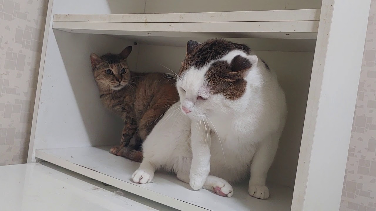 겁먹은 억울이