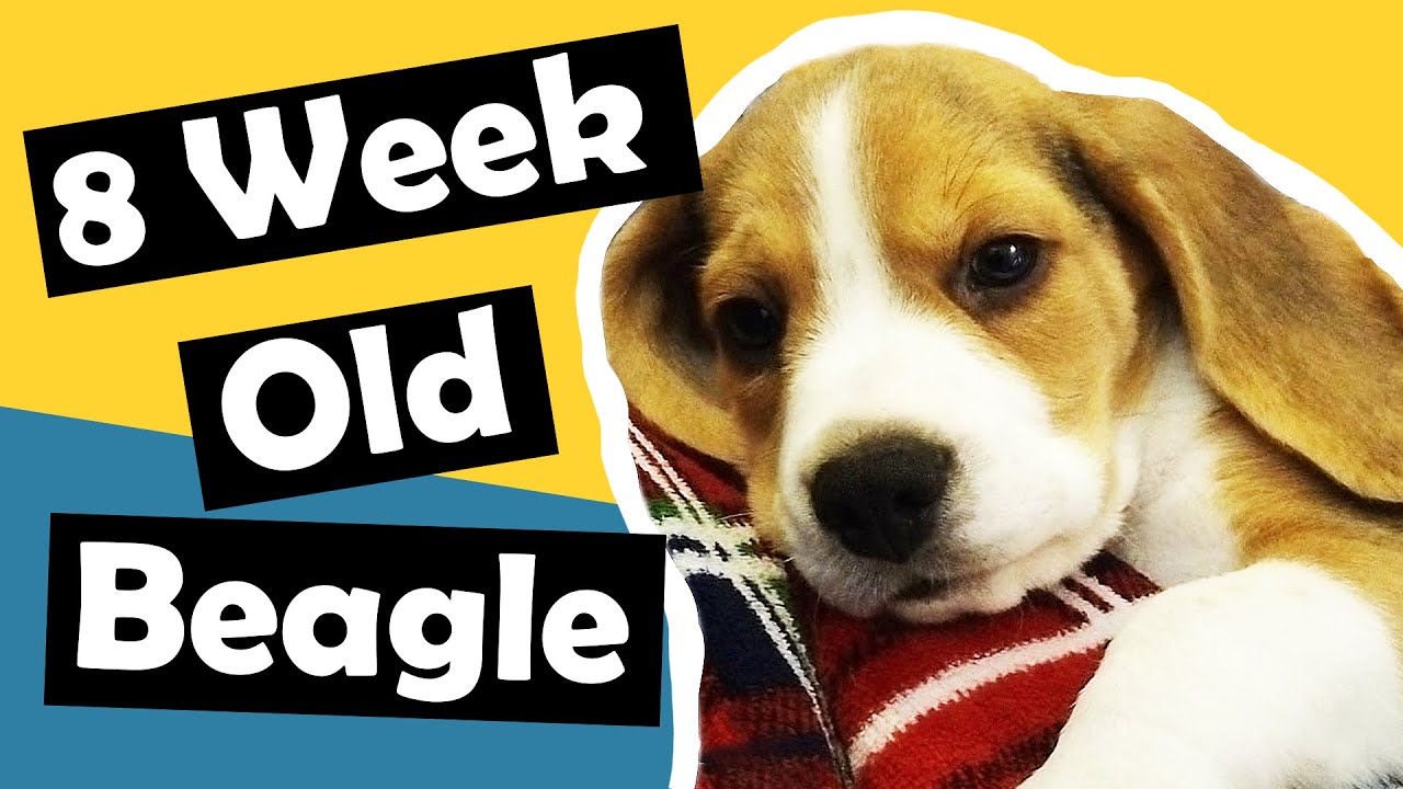 8 week old Beagle puppy’s first week at home! 🐶