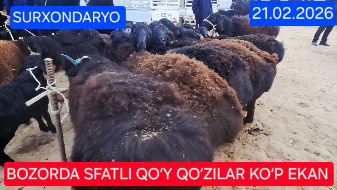 21.02.2026 SURXONDARO BANDIHON ILICH BOZORIDAN QOʻY QOʻZILAR SEMIZ QOʻCHQORLAR NARX NAVOLARI
