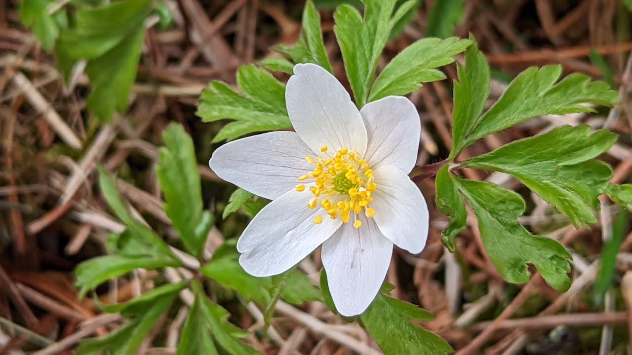 Valkovuokko | Anemone nemorosa HDR HLG