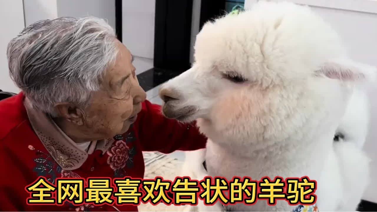全网最聪明的羊驼，爱向男主人告状，会撒娇，还会保护小主人