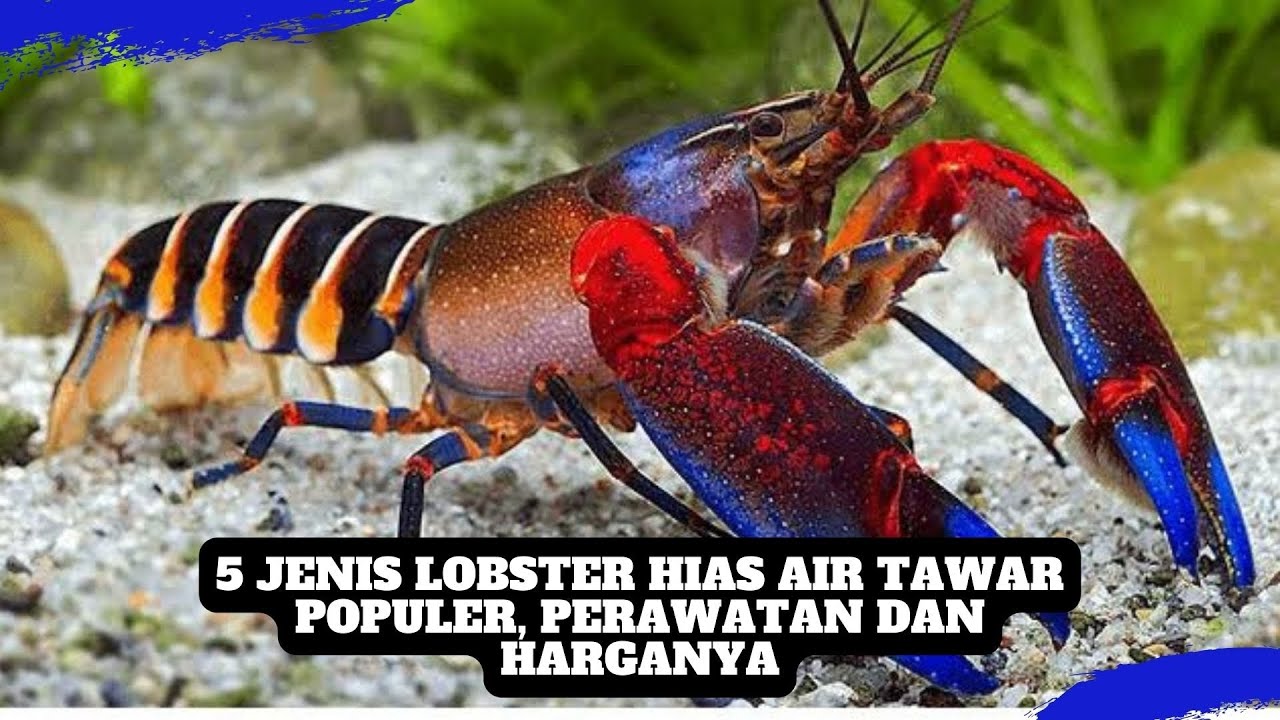 5 Jenis Lobster Hias Air Tawar Yang Banyak Dipelihara Populer, Perawatan dan Harganya
