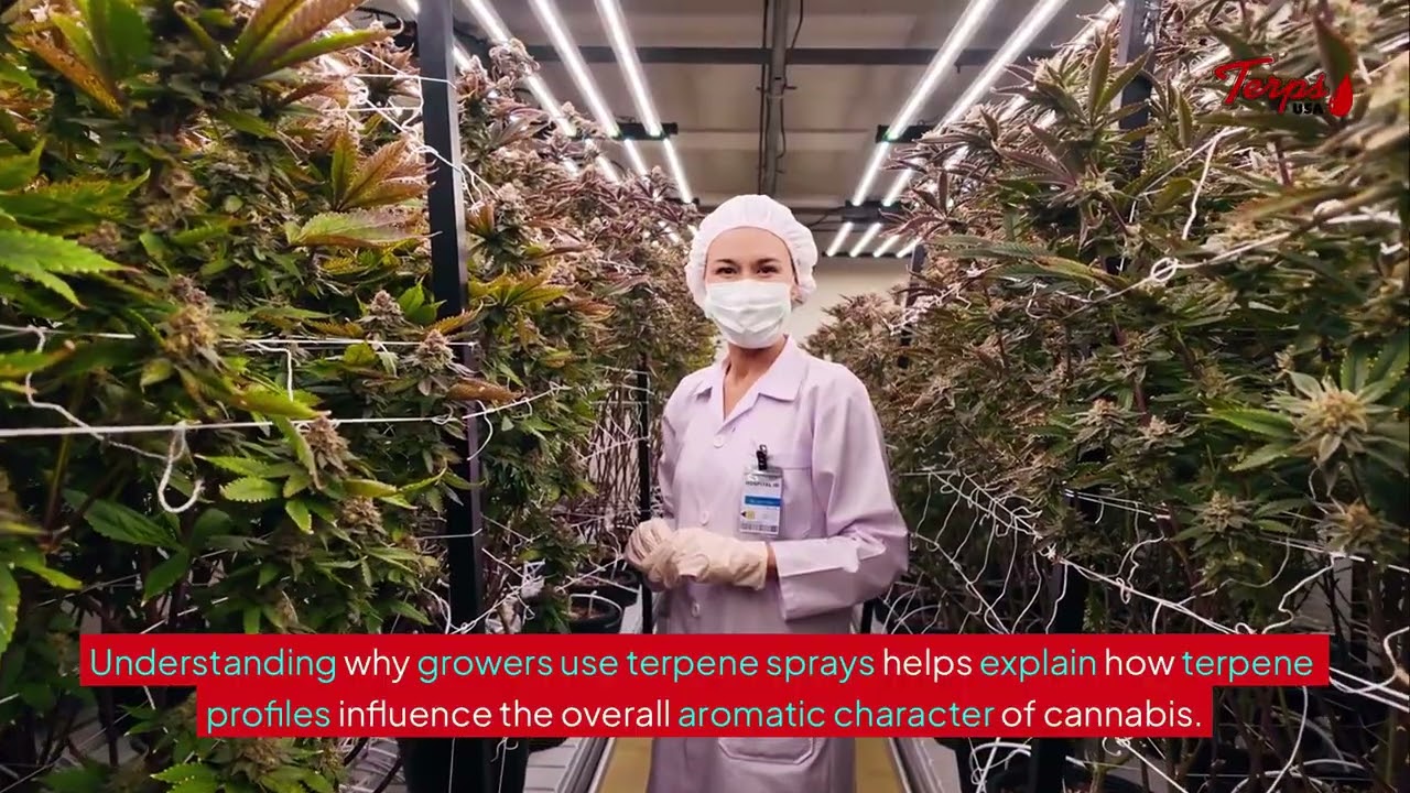 Can You Spray Terpenes on Weed After Curing? &ndash; Terps USA&reg;