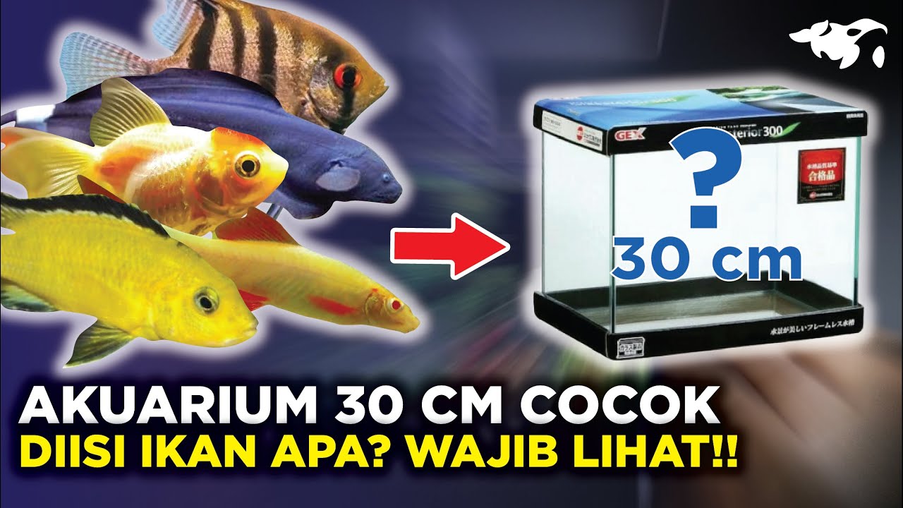 11 IKAN HIAS YANG COCOK DIPELIHARA DI AKUARIUM 30 CM!!