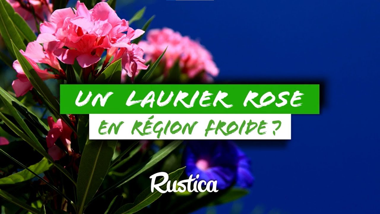 Rempoter un laurier-rose cultivé en région froide