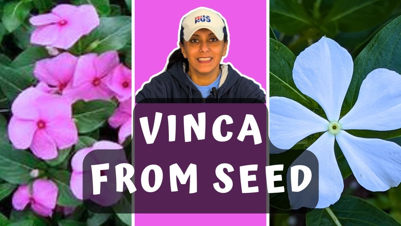 How To Grow Vinca From Seed