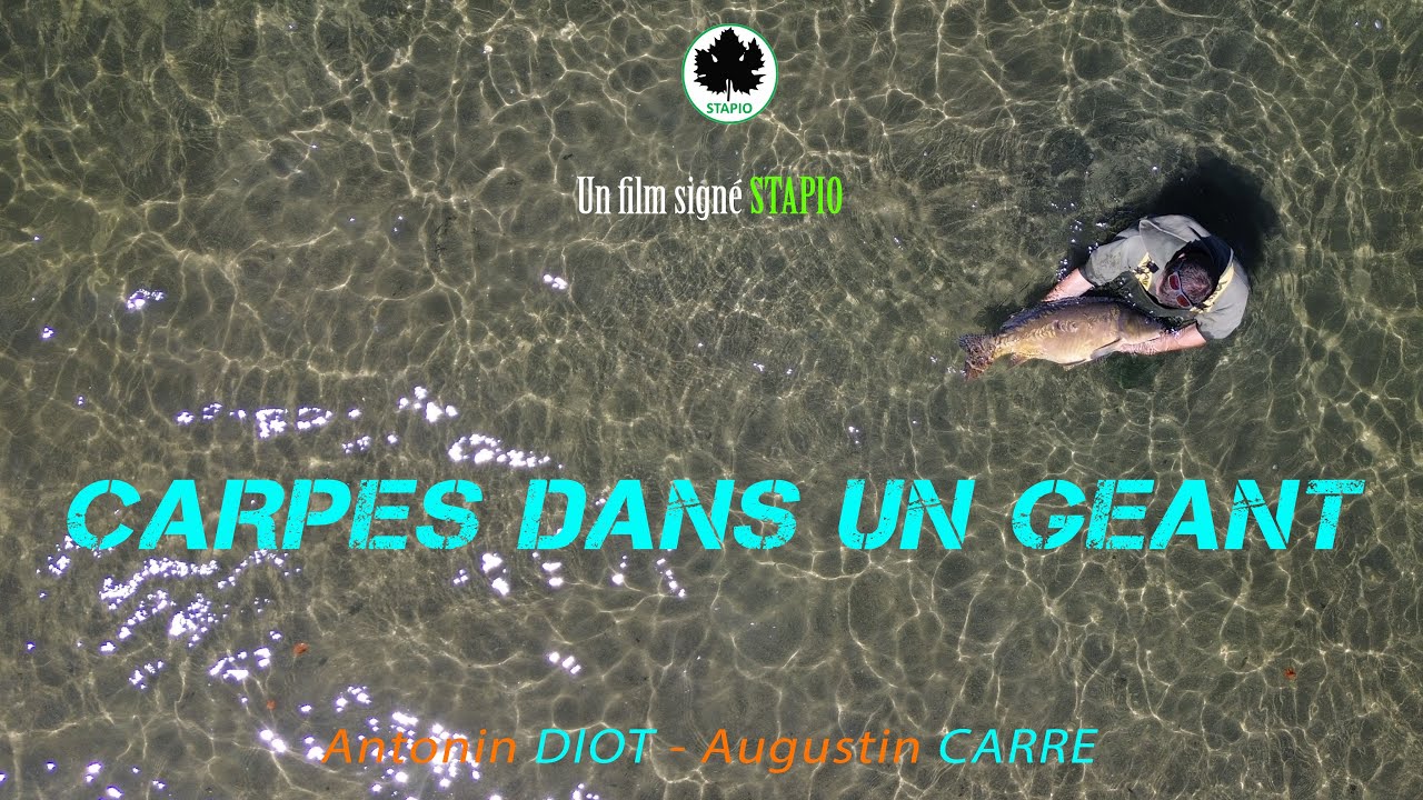 Carpe dans un Géant: Le Film signé STAPIO