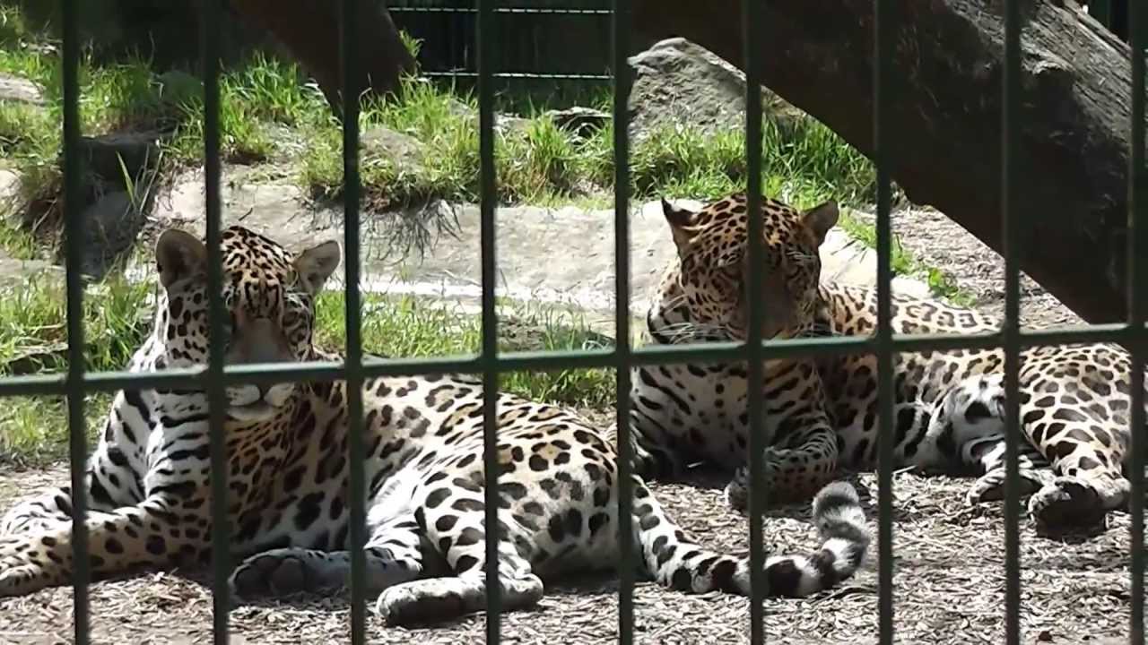 Saarbrücker Zoo 07. Juli 2013