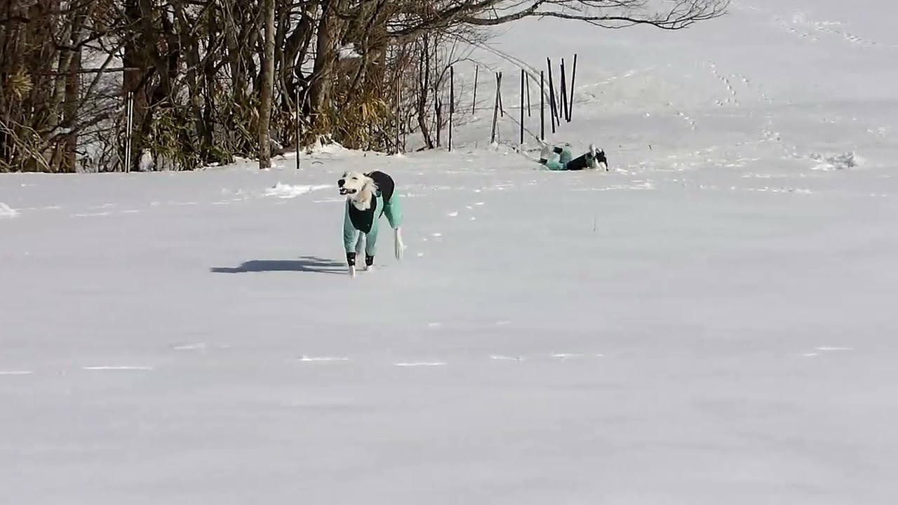 雪原を行ったり来たりの天羽ちゃん🐾（Saluki）