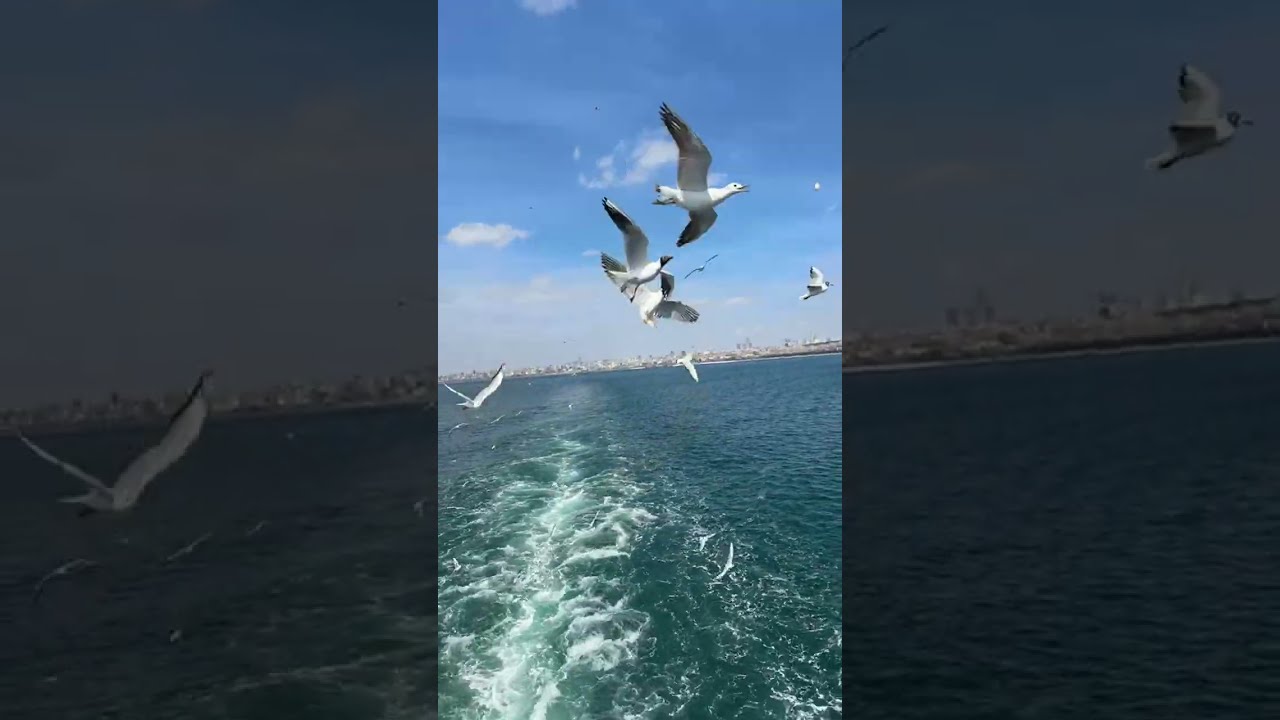 Istanbul Live #live #istanbul
