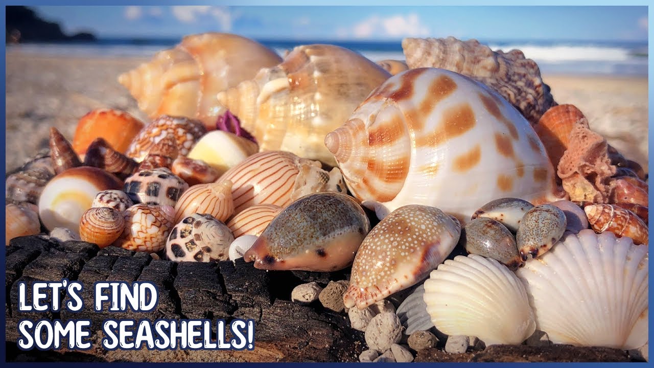 Pacific Conch, Textile Cones, Bonnets, & More! | Finding Shells at Low Tide