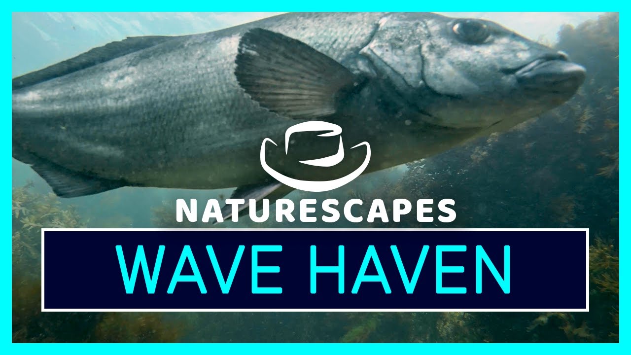 Coastal Wave Forest 🌊 | 30 MIN of 4K Relaxing Ocean Waves & Fish