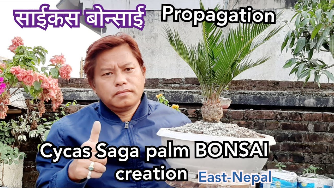 साईकस बोन्साई  Cycas Revoluta Bonsai