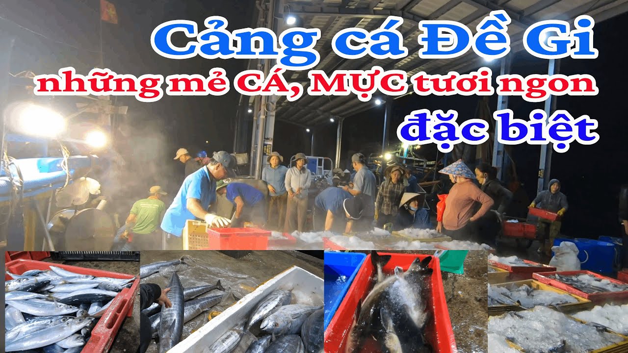 CẢNG CÁ ĐỀ GI 4 GIỜ SÁNG | Những mẻ CÁ, MỰC tươi ngon đặc biệt | QNTT7