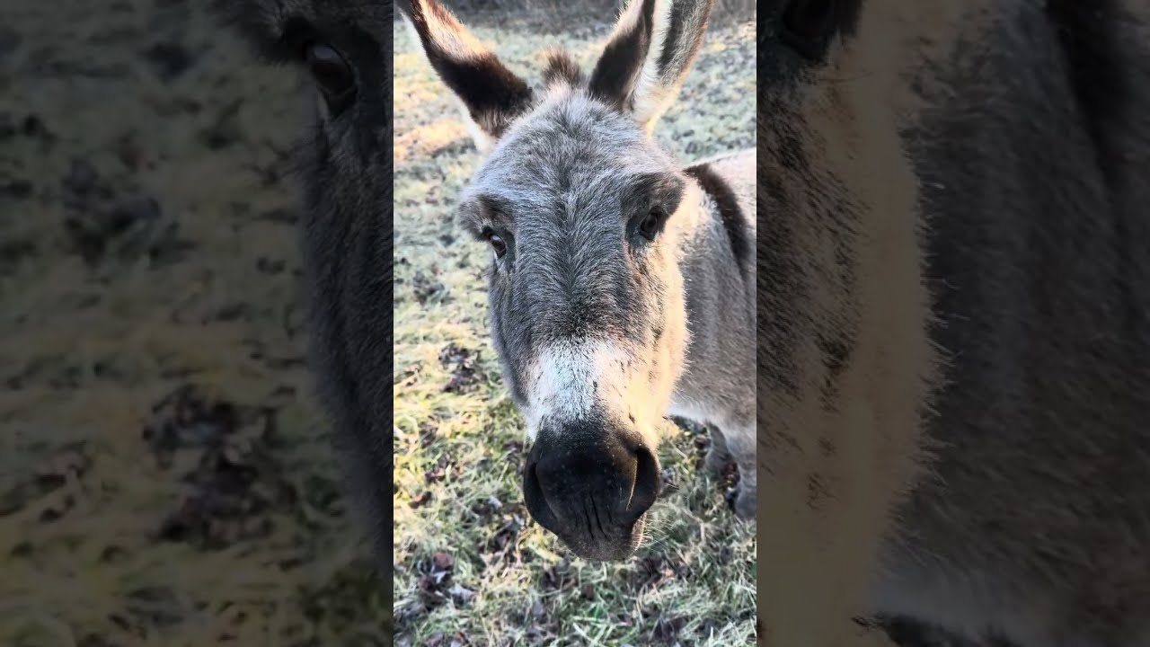 10 Interesting Facts About Donkeys 🫏|We Built Him a New Home 🏡
