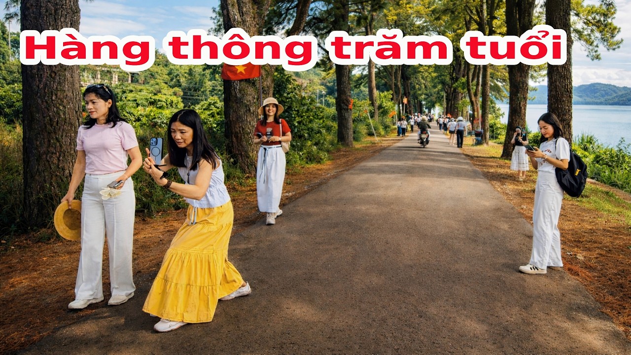HÀNG THÔNG TRĂM TUỔI