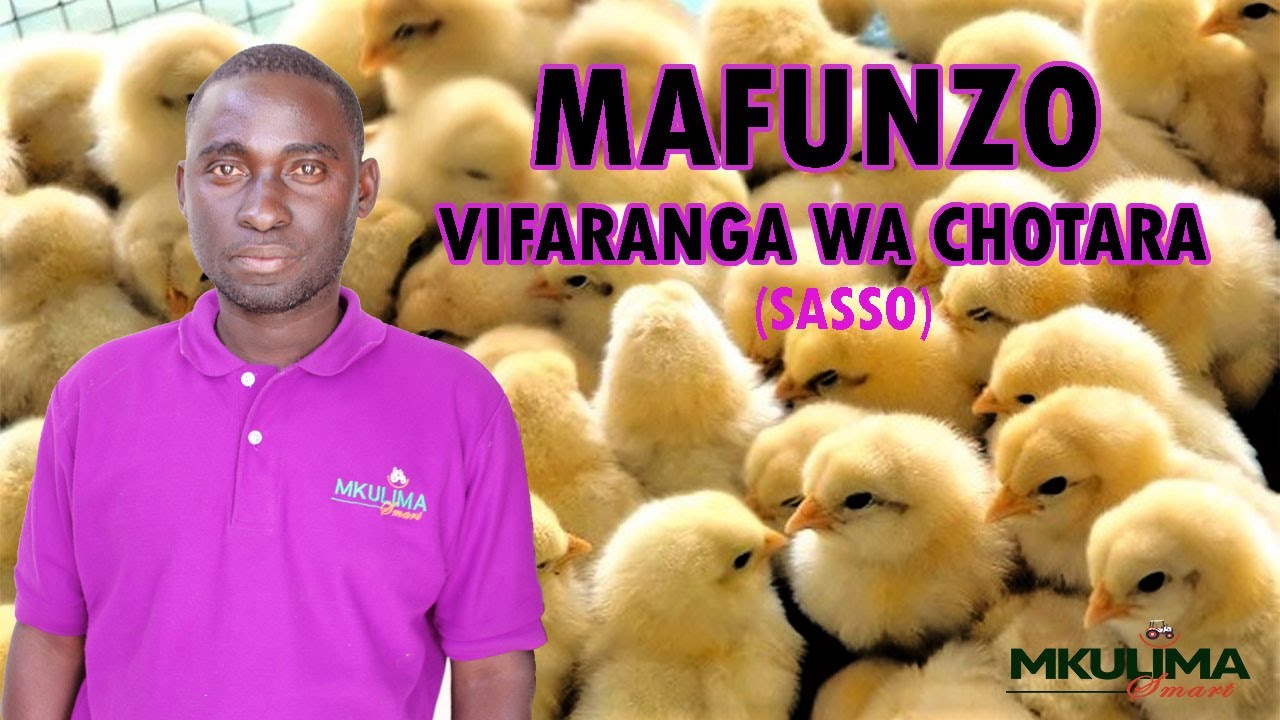 ULEAJI WA VIFARANGA VYA KUKU CHOTARA |VIFARANGA VYA SASSO|