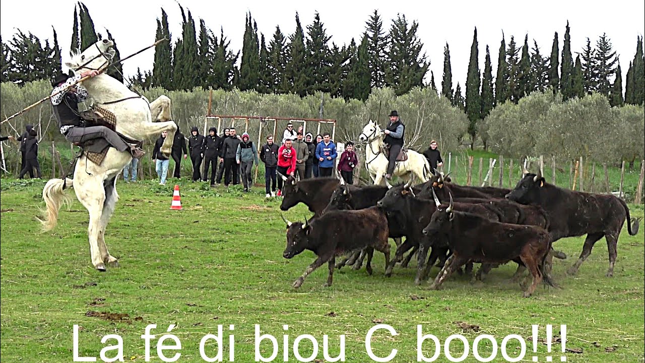 Concours de Ferrade à la manade Lou Pitchoun le 29 Mars 2025.