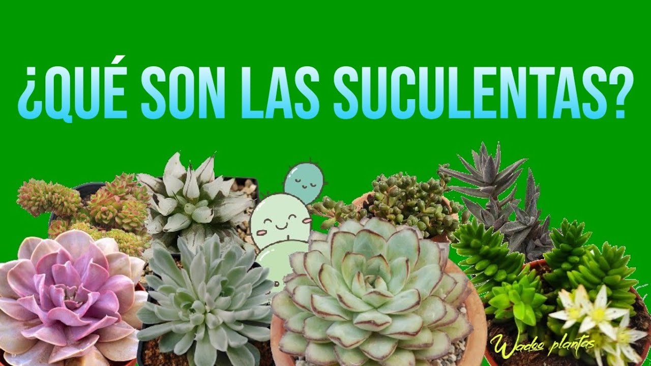 &iquest;Qu&eacute; son las suculentas?