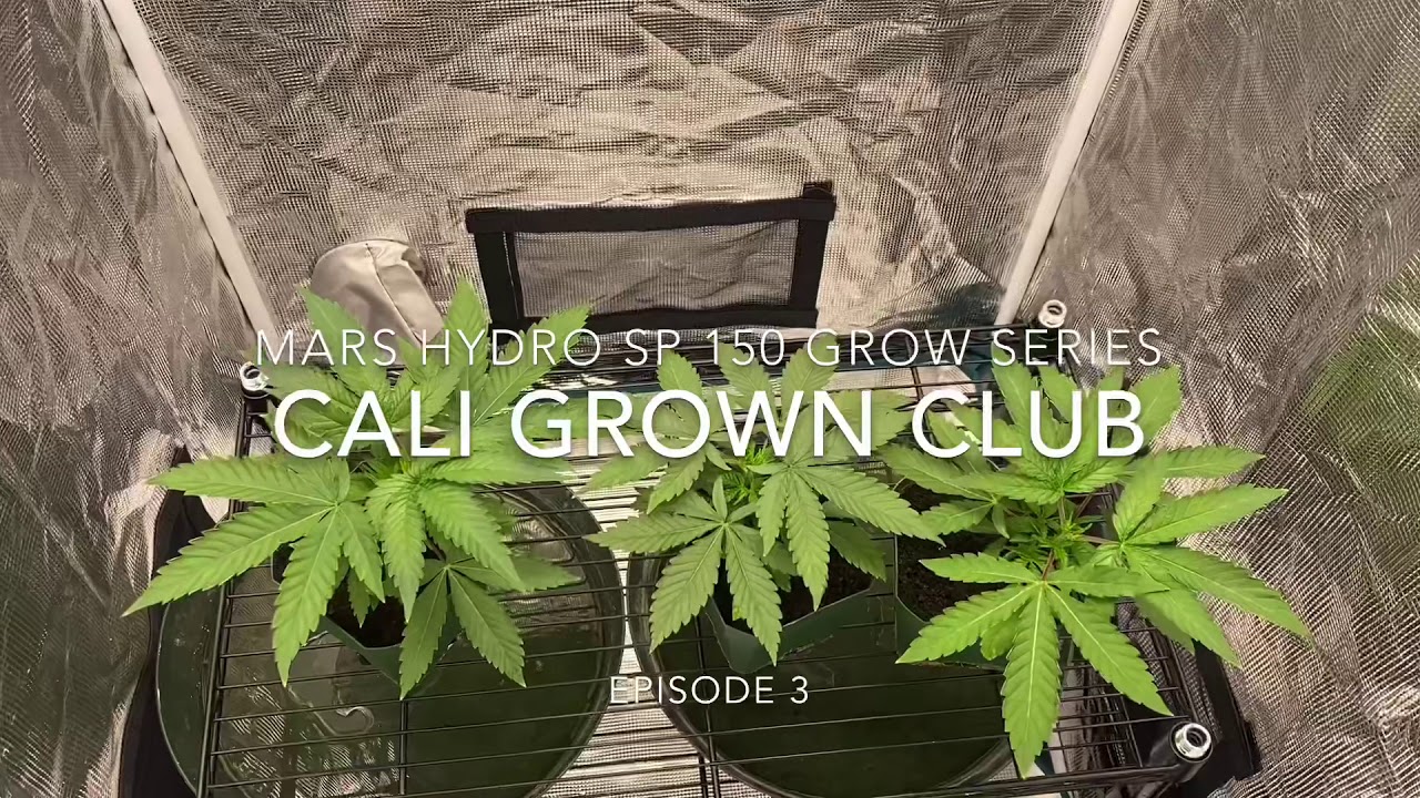 MarsHydro SP150: Grow Series #3