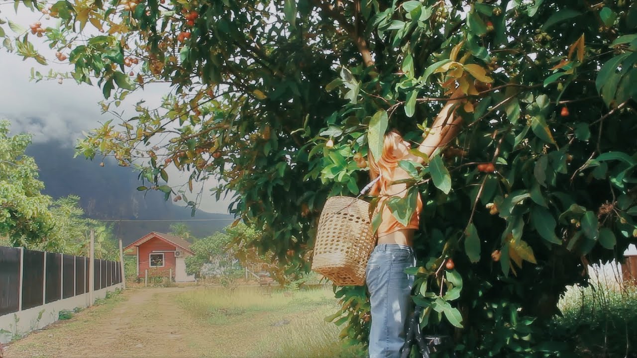 Living Off the Land: Fruit Picking on My Farm in Thailand