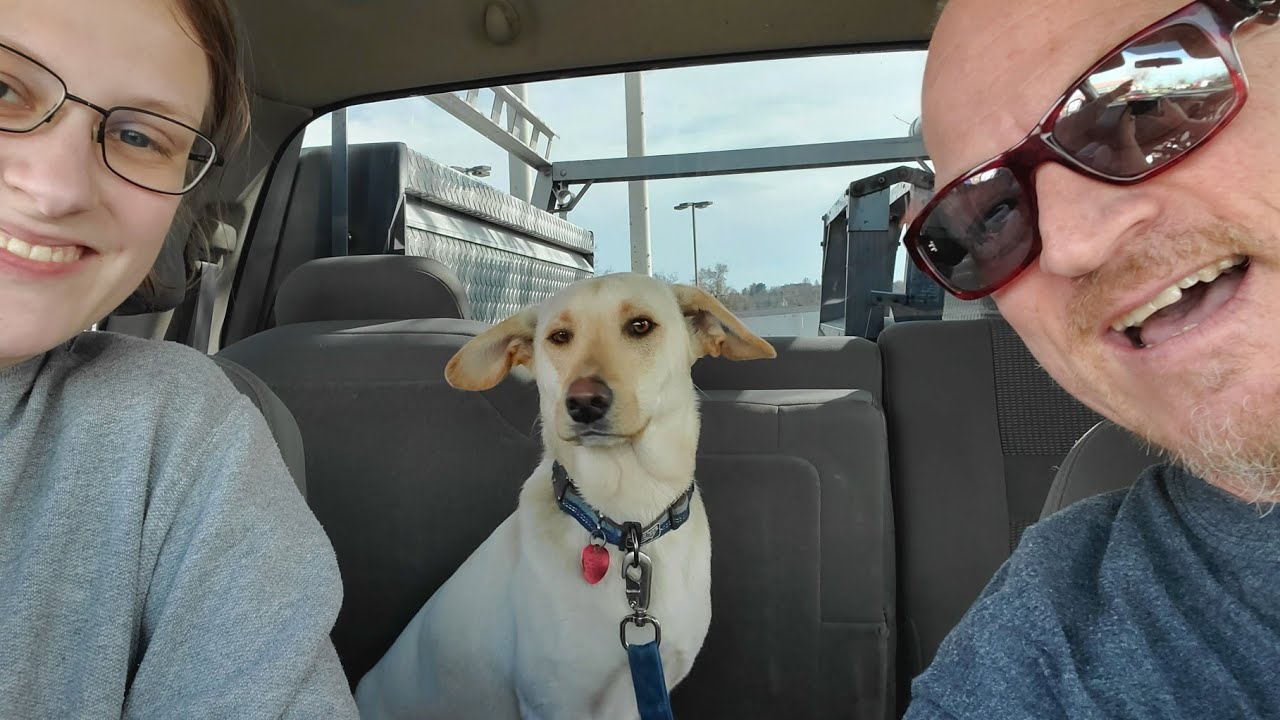 Transporting a Rescue Dog. How can you help homeless animals? volunteer,  donate, adopt, foster.