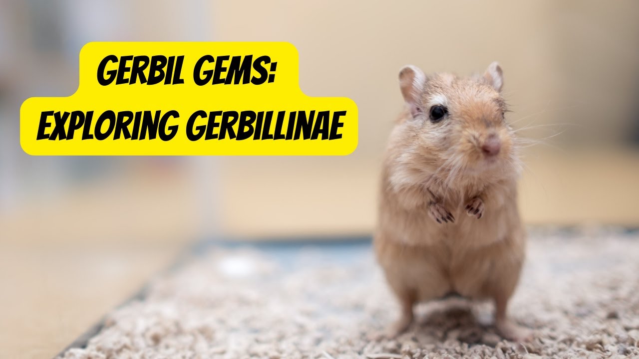 The Fascinating World of Gerbillinae 