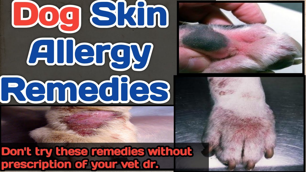 dog skin allergy || home remedies || good results || by THE PET VISION ( vet.).