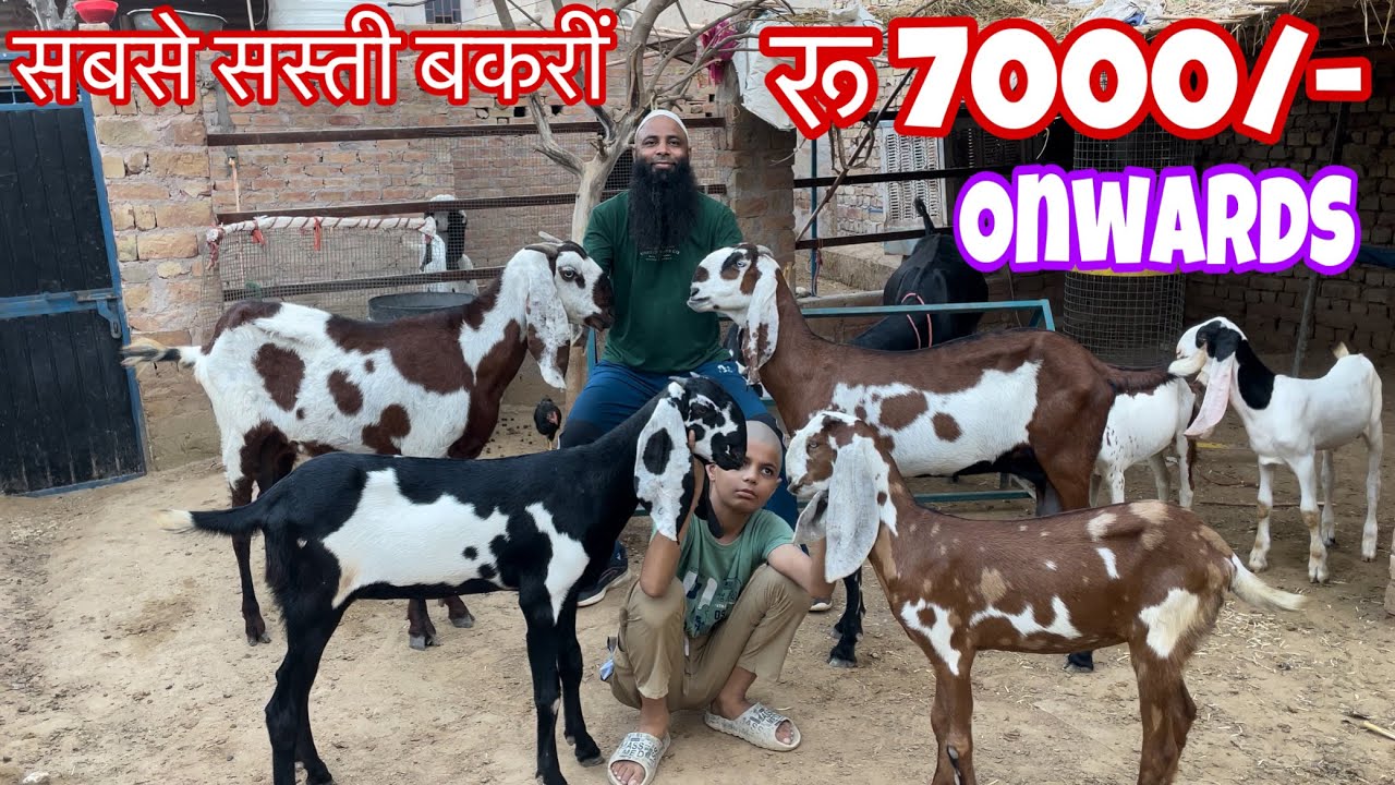 Puri Amritsari Beetal Female Goat's At Nadeem GOAT FARM | Beetal Goat Farming In punjab