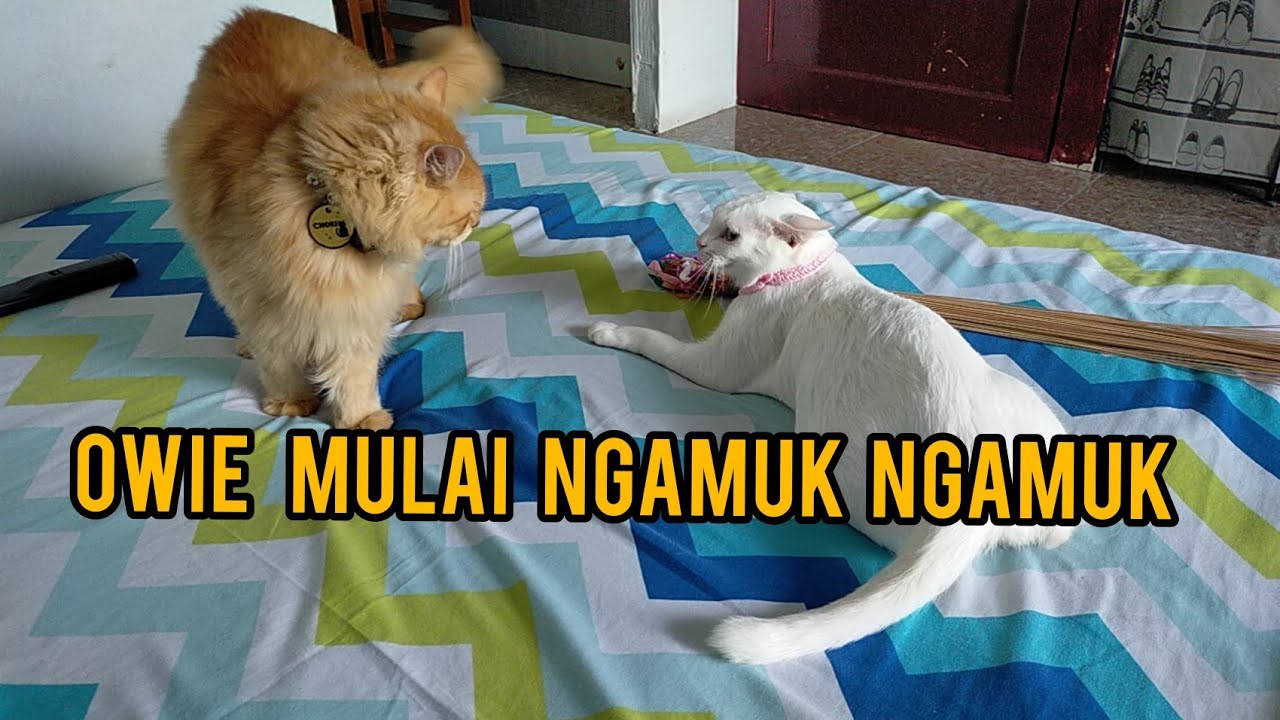 OWIE MULAI GARANG,TINGKAH KUCING PUTIH LUCU