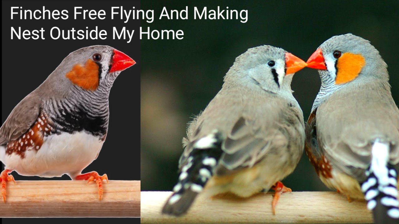 My Finches Freely Flying And Making Nest //Mera Finches Bahar Khule Mai Ghosla Bna Rhi Hai /Finches