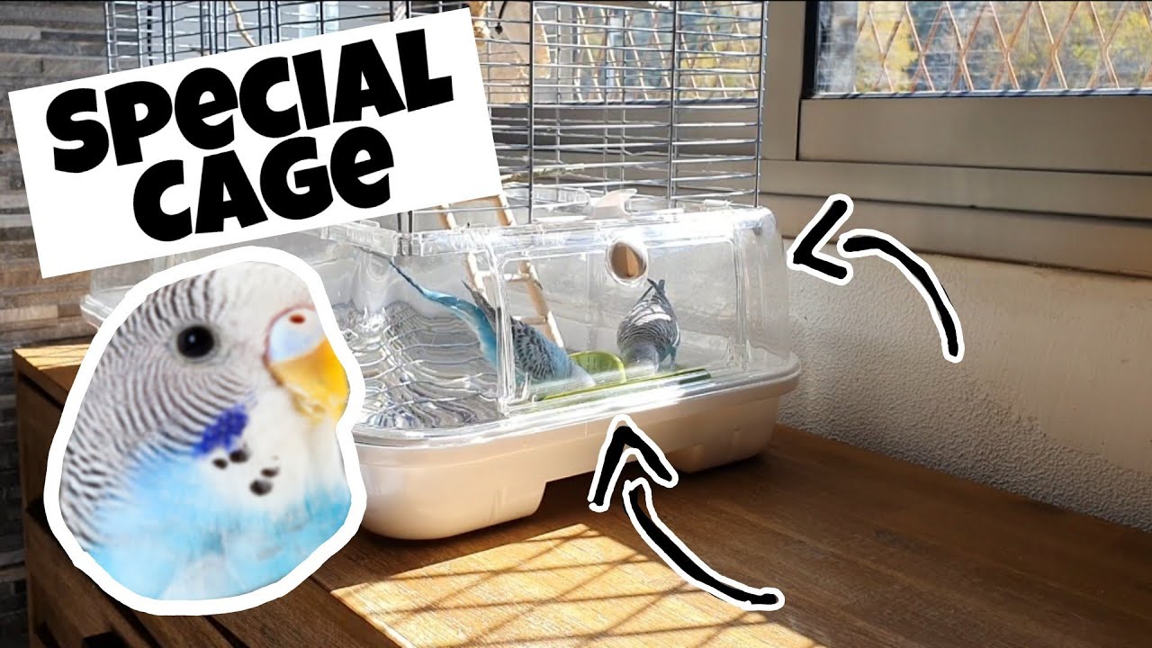 The MOST High-Tec Cage for Your Parrot! | Vision Cage Review