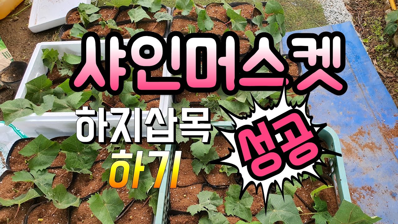 샤인머스켓 하지 삽목을 도전하여 성공한 스토리
