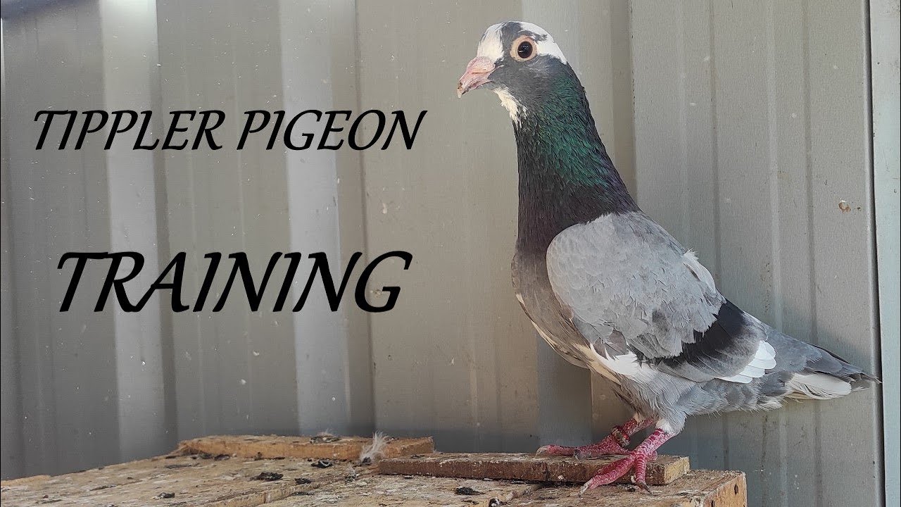 Tippler Pigeon training (Part-1)